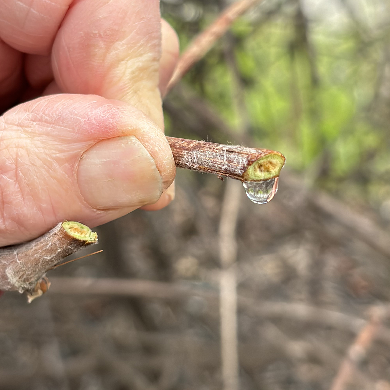 Close-up of two fingers holding a cut branch leaking a clear liquid