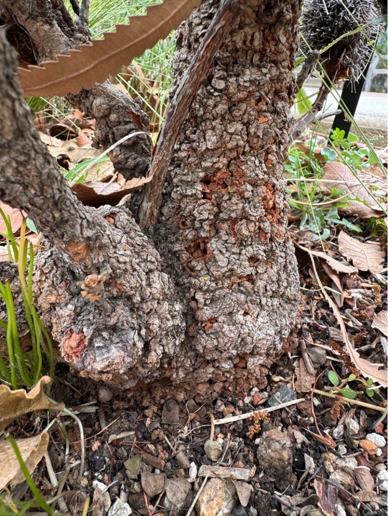 A close up of the base of a tree that is swollen and bulbous