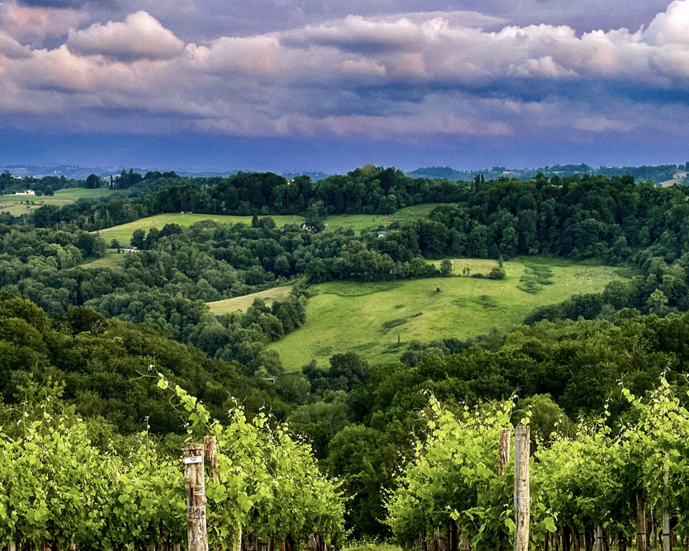 Rolling hills with grapevines