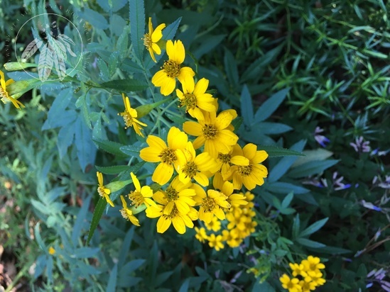 View Tagetes nelsonii Area: Mexico/Central America, Bed: 368 in gallery