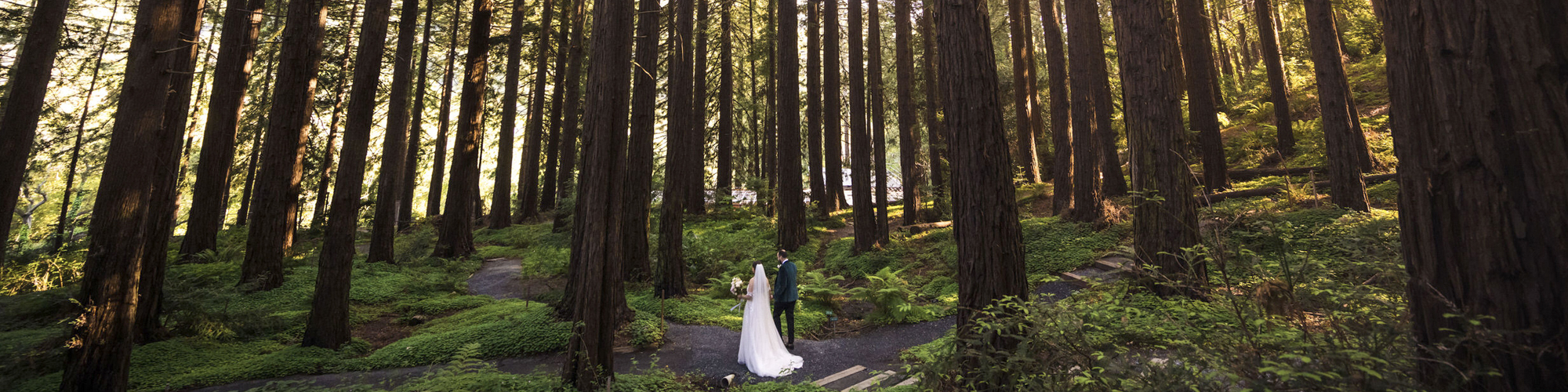 Huge towering trees surround a bride and groom walking together along a path