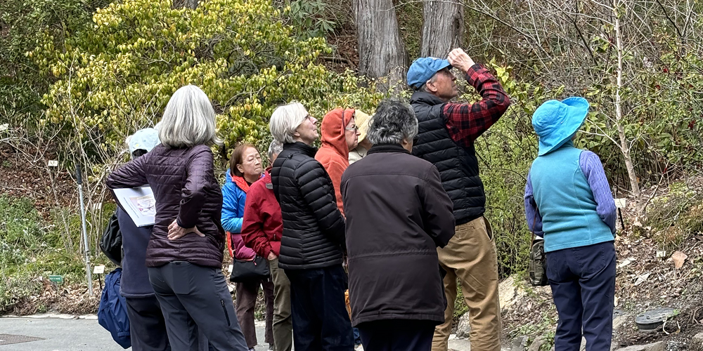 A large group of adults in winter coats are looking up at some trees