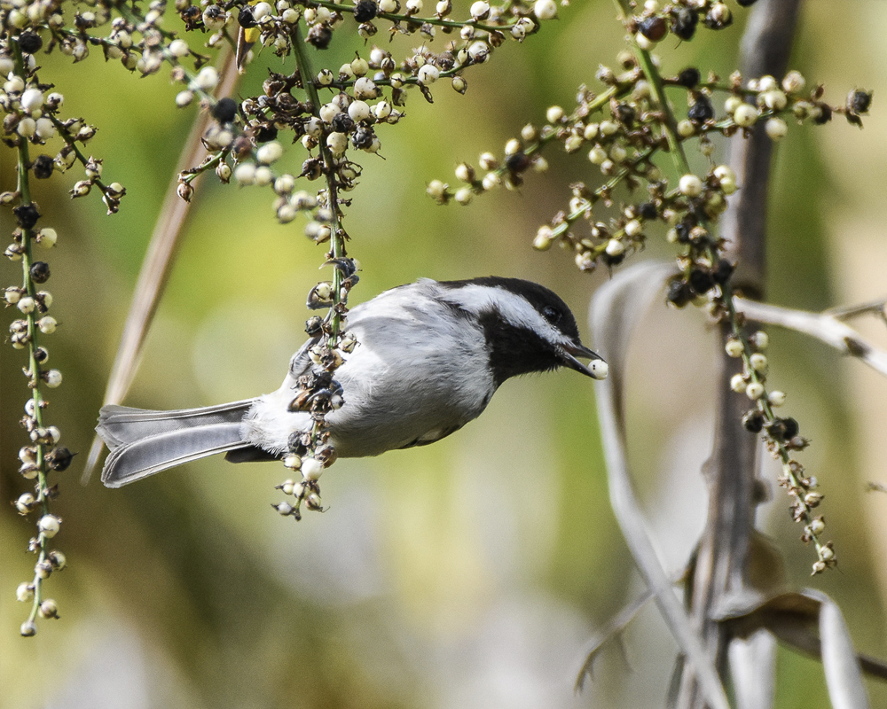 A small bird is eating a seed