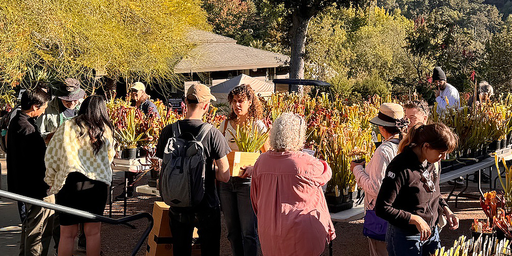 People shopping for plants