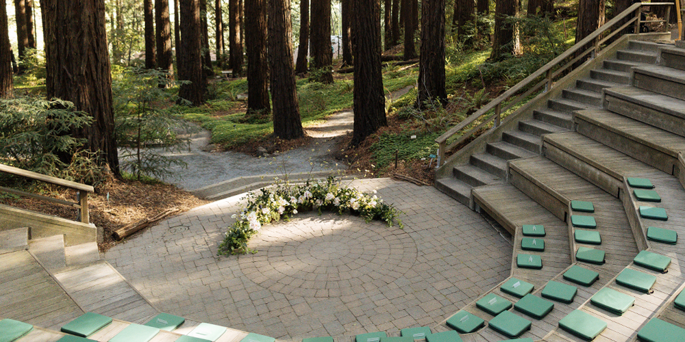 Looking down into an amphitheater in the Redwood Grove