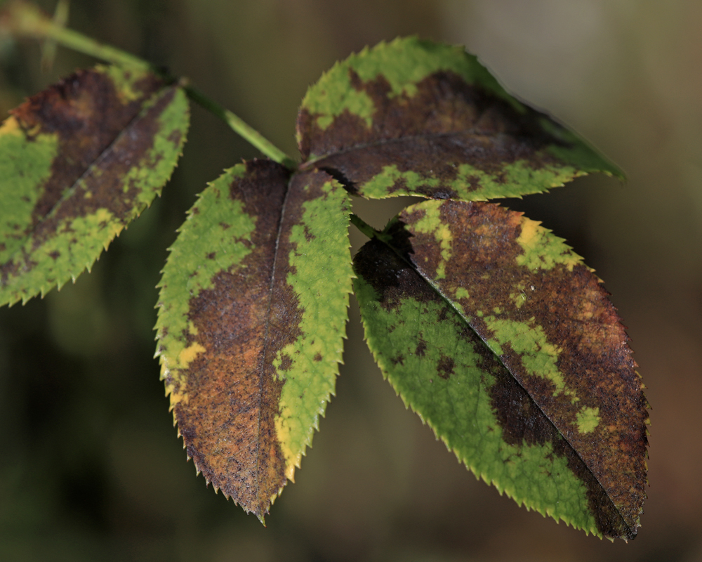 A close-up view of three serrated edge leaves with dark brown spots