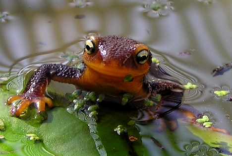 Close up photo of a newt coming out of the water.