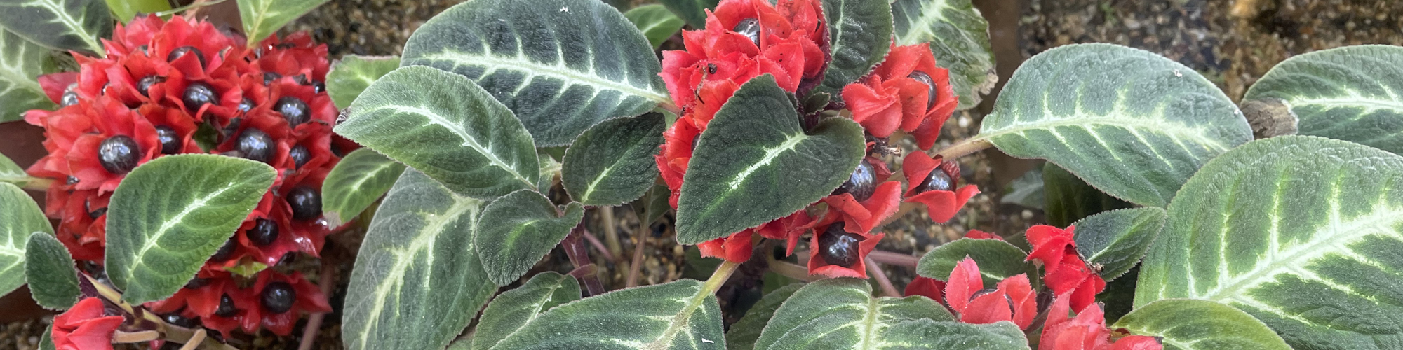 Flowers in a display in a greenhouse