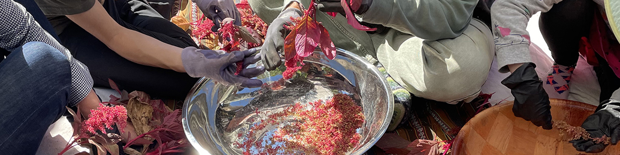 People sitting on the ground sifting small red seeds into bowls