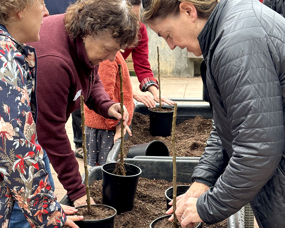 A group of women learn how to graft apple trees