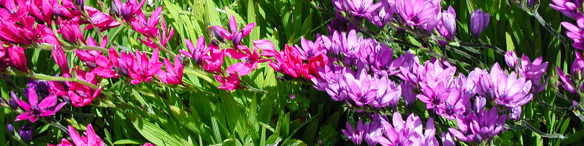 A field of flowers in shades of pink