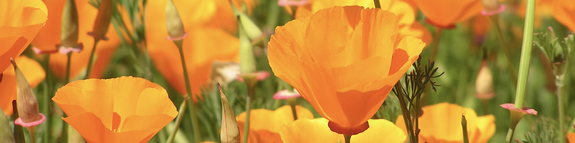 A field of bright orange flowers