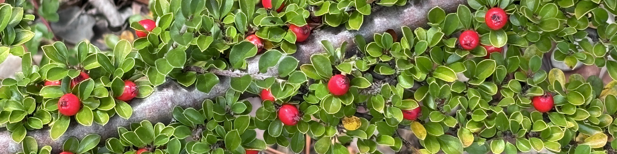 Small red berries on a bush