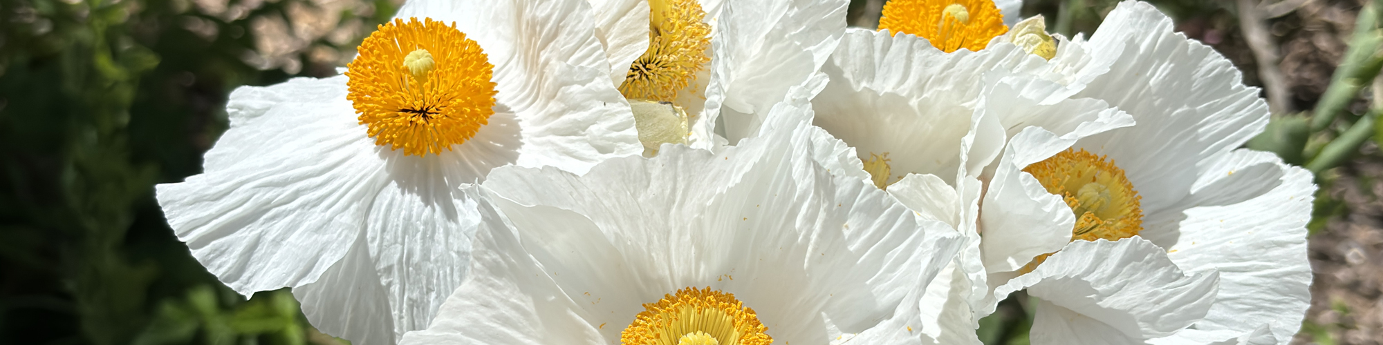 White petaled flowers with yellow centers glow in the sun