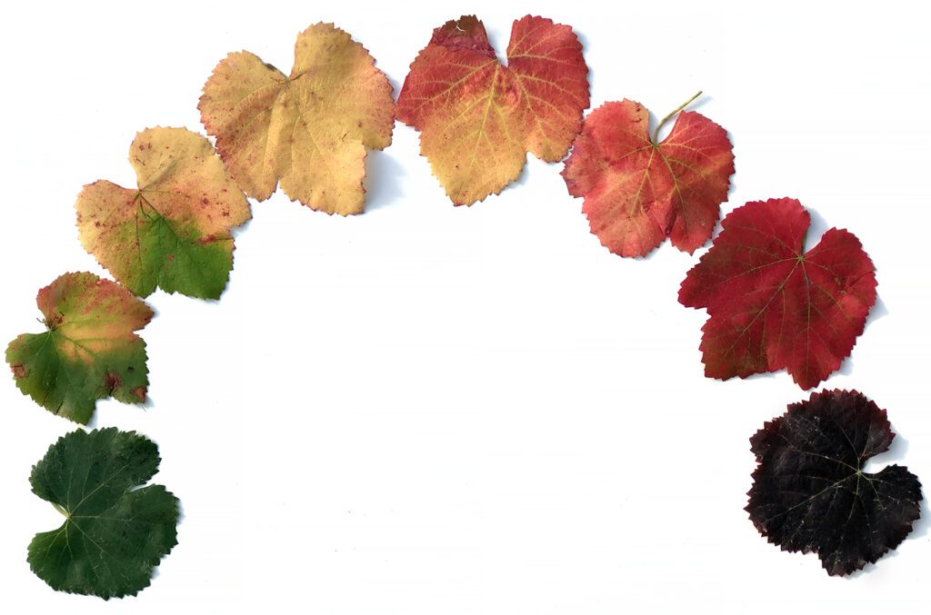 Colorful large leaves arranged in an arc on a white background