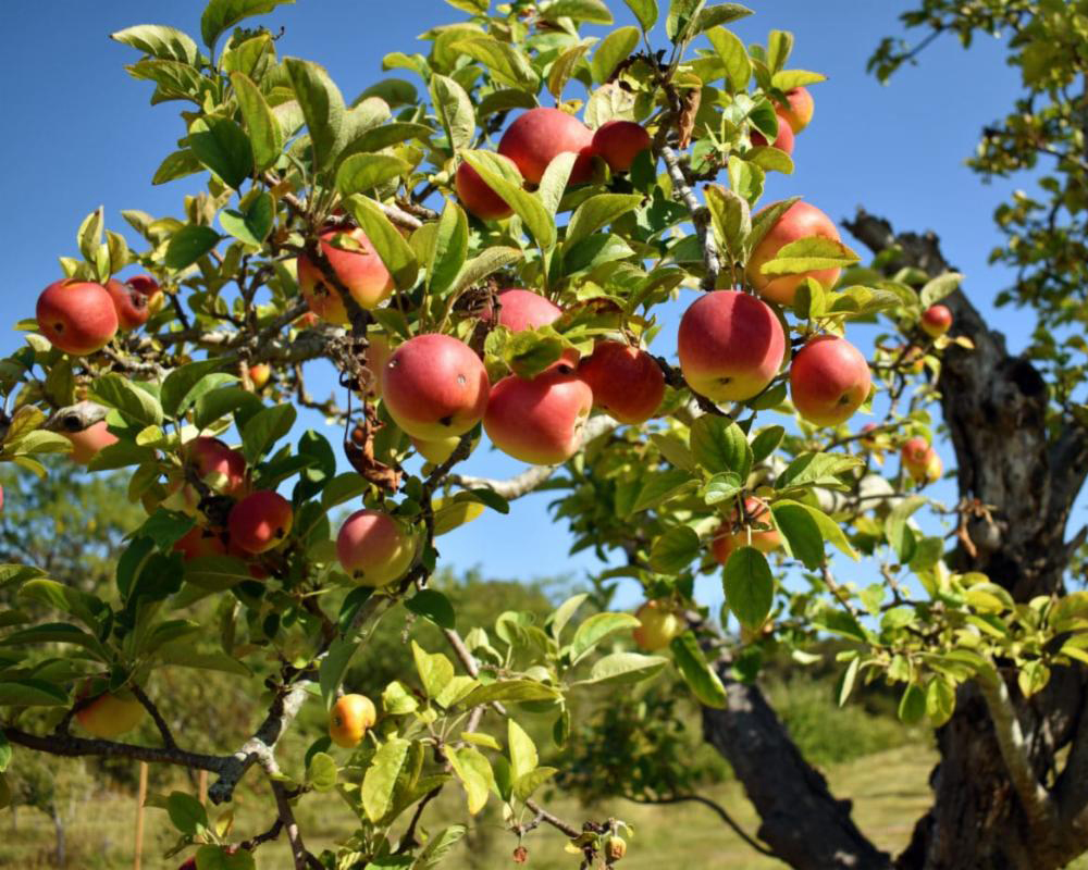 A sunny day in an apple orchard