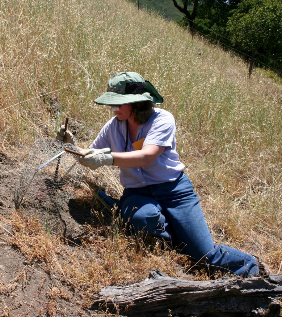 A woman isits on the hill and puts a wire cage around a small plant