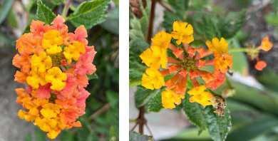 A close-up photo of bright yellow orange flowers surrounded by green leaves