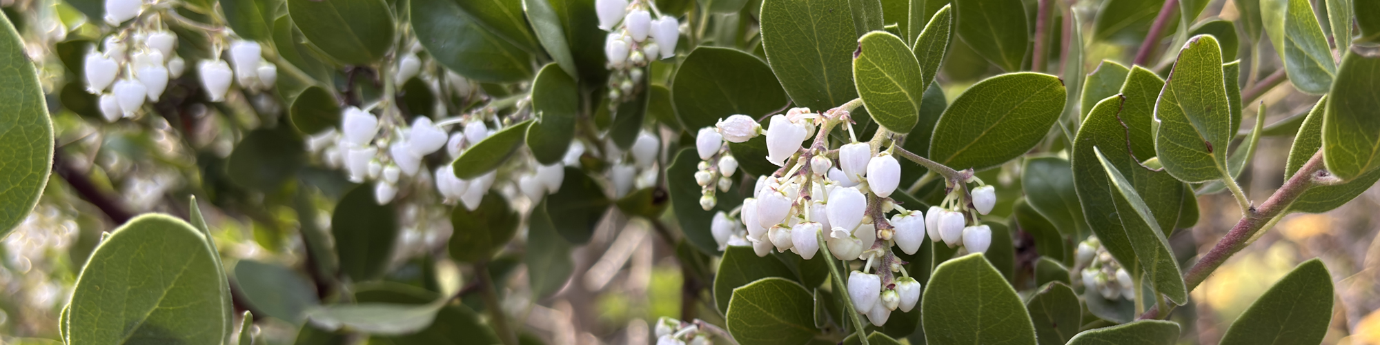 Clusters of small white flowers on a bush