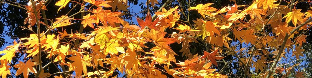 Bright yellow leaves glow in the sunshine against a blue sky