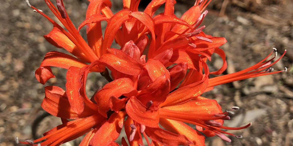 One bright orange flower with many petals