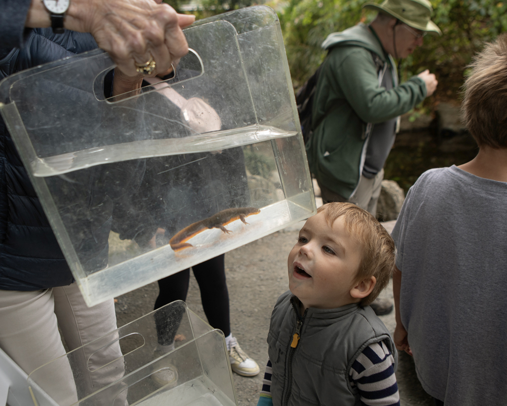 A young boy looks at a newt in a tank