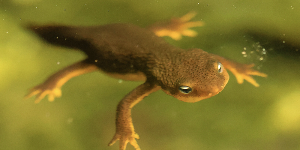 A newt floats on the water