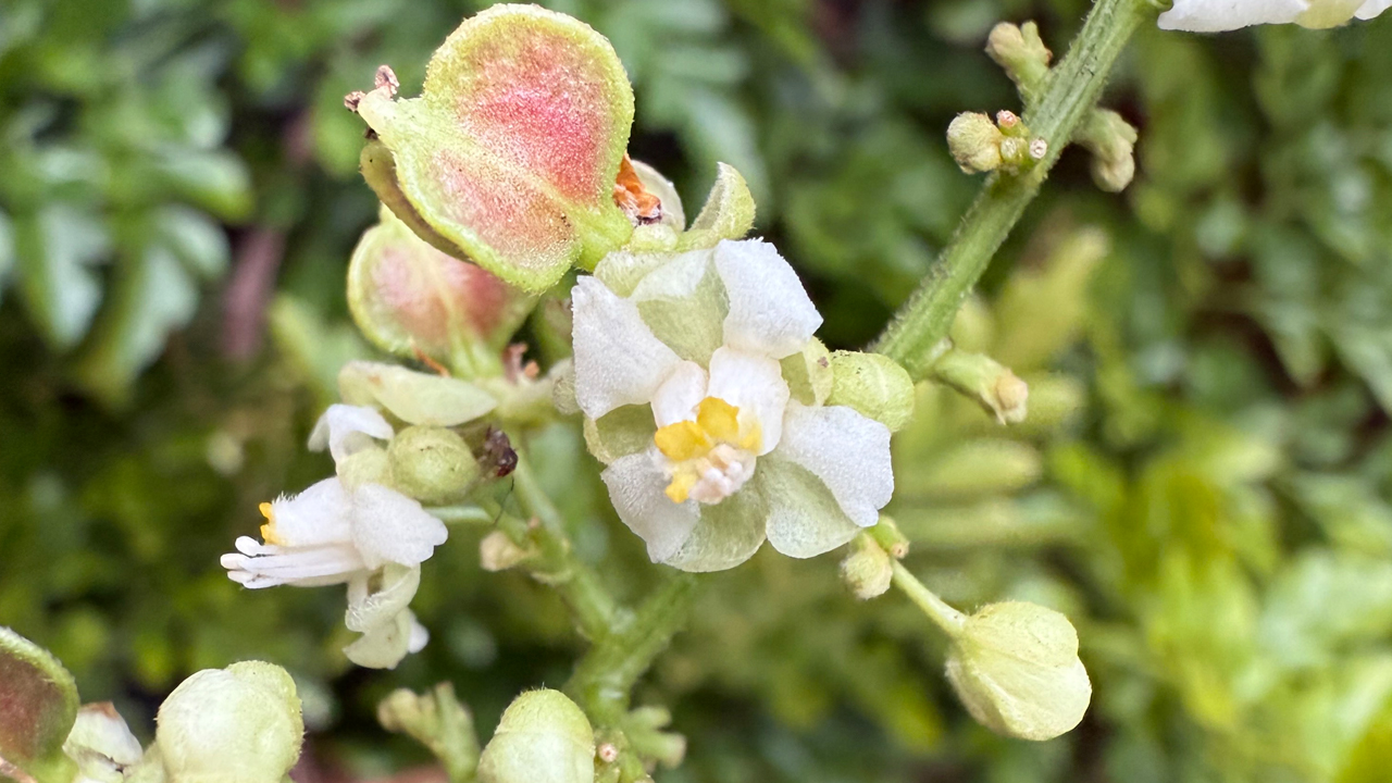 A close-up photo of a small white flower against a green background