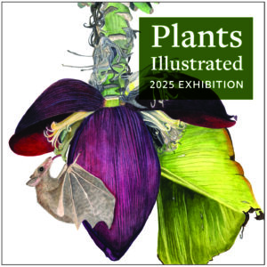 A watercolor illustration of a bat pollinating a banana plant with text that says Plants Illustrated 2025 Exhibition