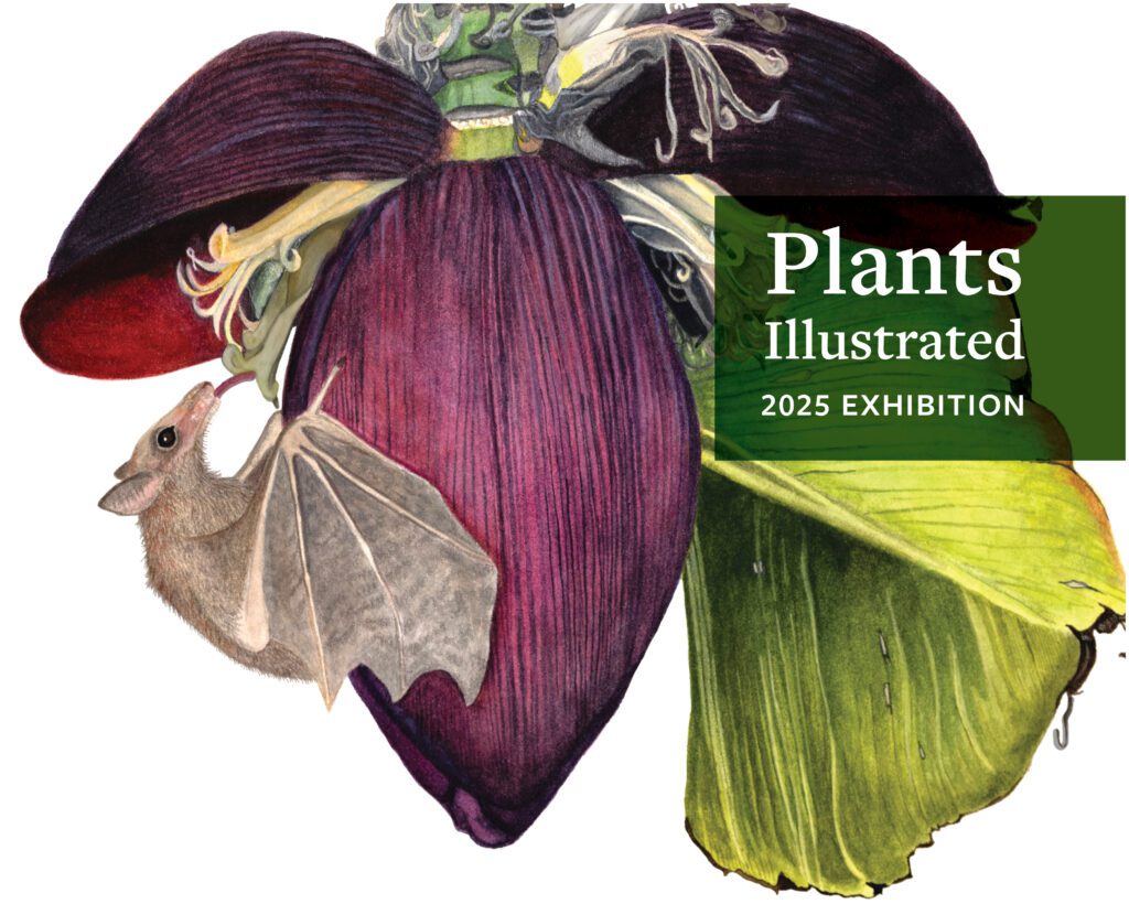 A watercolor illustration of a bat pollinating a banana plant with text that says Plants Illustrated 2025 Exhibition