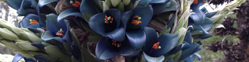 Clusters of blue-purple flowers