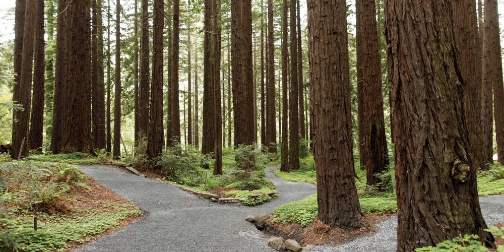 Paths winding through a grove of tall trees