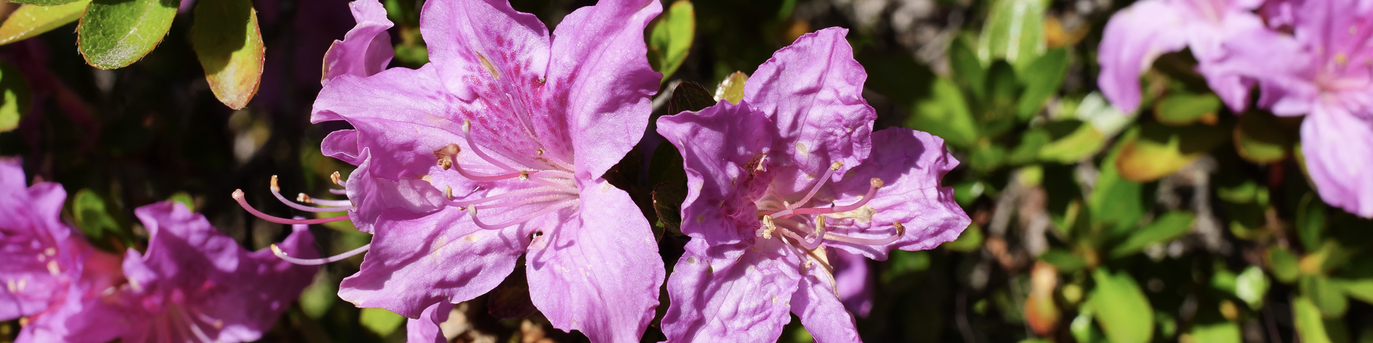 Pink lavender flowers in the sun