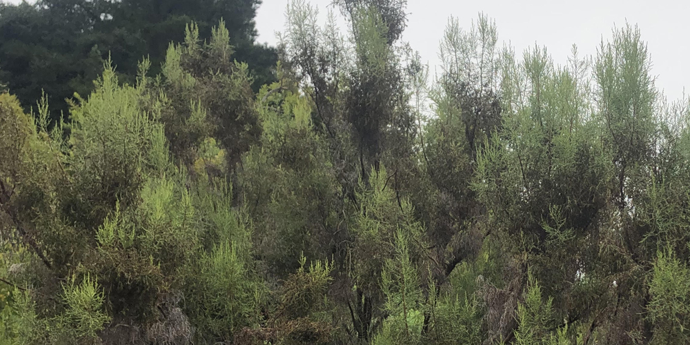A large many-branched bush