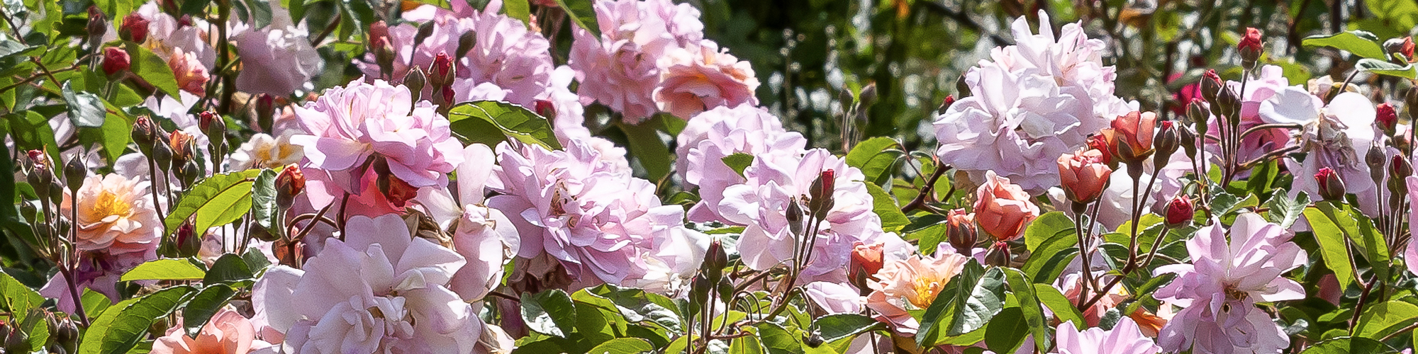 A garden filled with pink roses