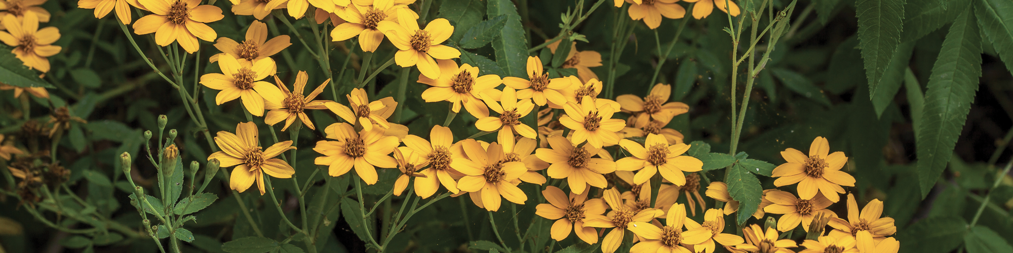 Bright yellow flowers cover a bush