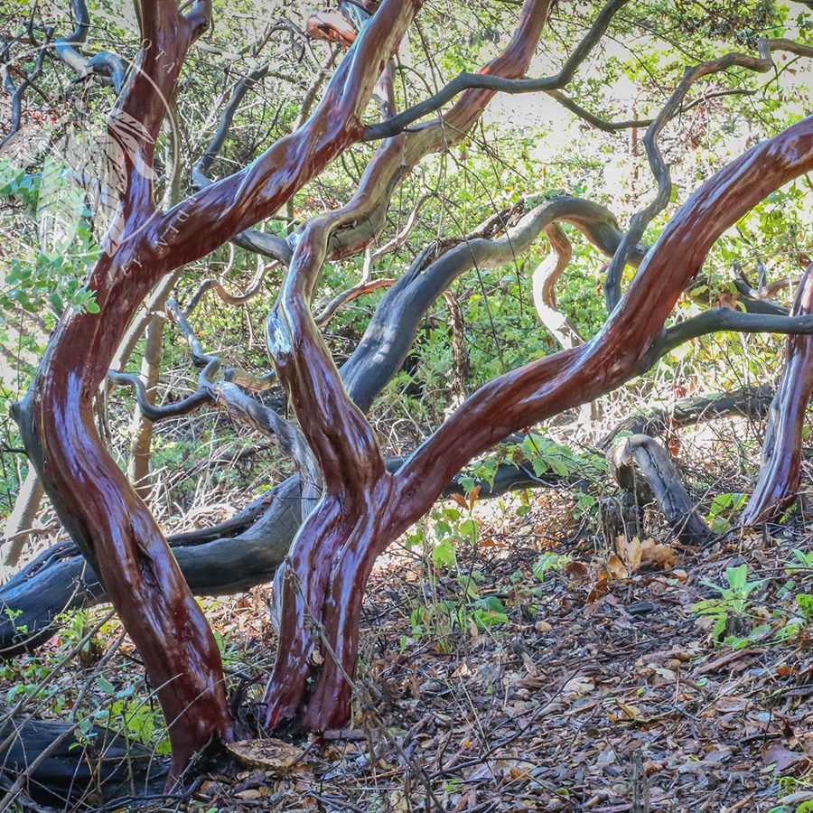 Curvy, twisty reddish brown tree limbs in a garden