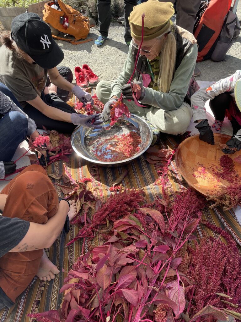 A group of people sit on the ground and harvest seeds into bowls