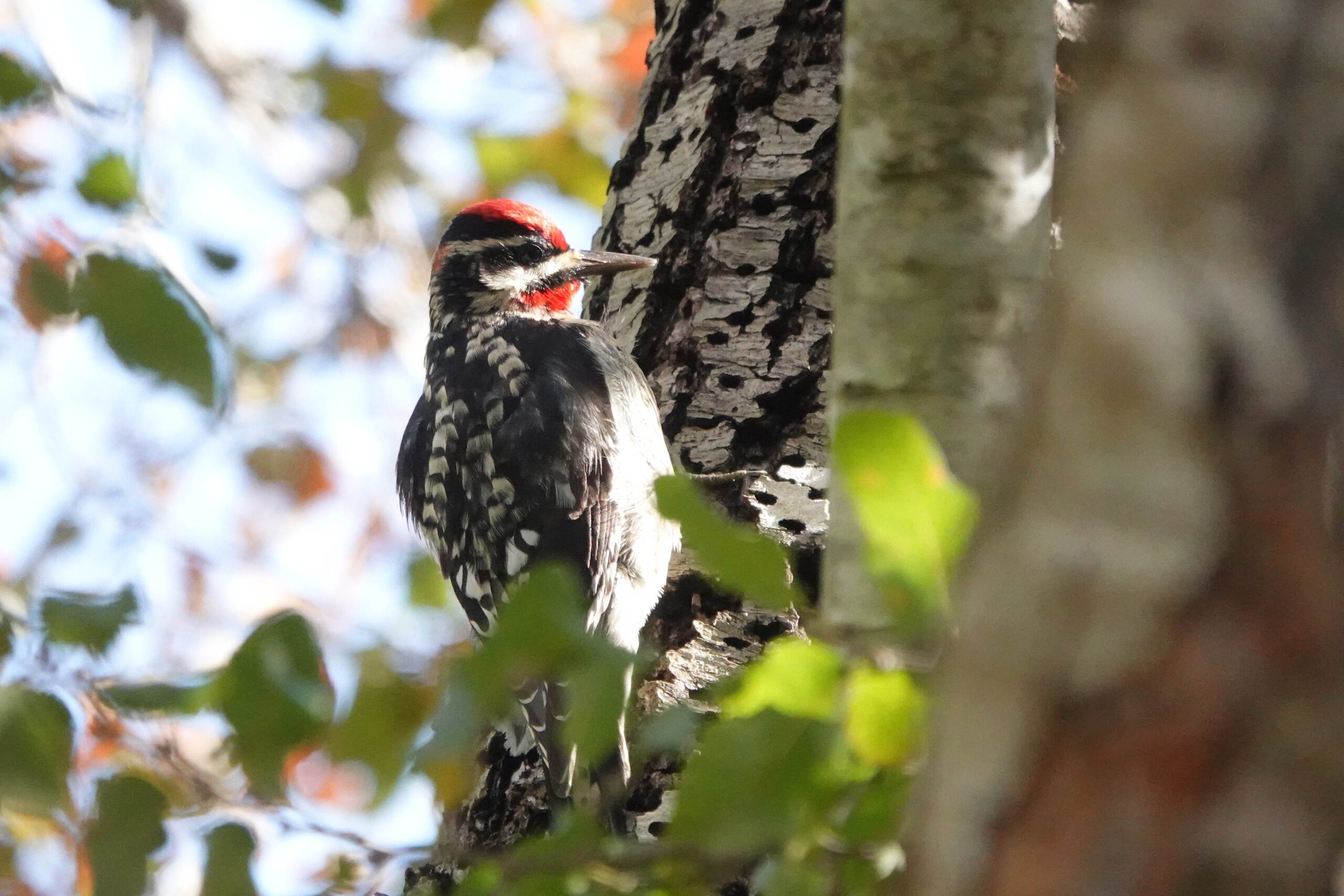 Red-naped Sapsucker bird on tree in UC Botanical Garden.