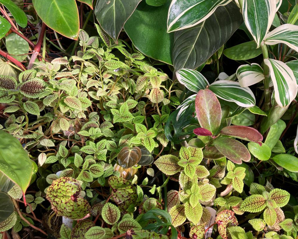 A variety of colorful houseplants