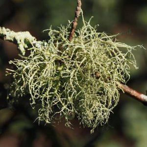 Fruiticose lichen on a branch in the Botanical Garden.