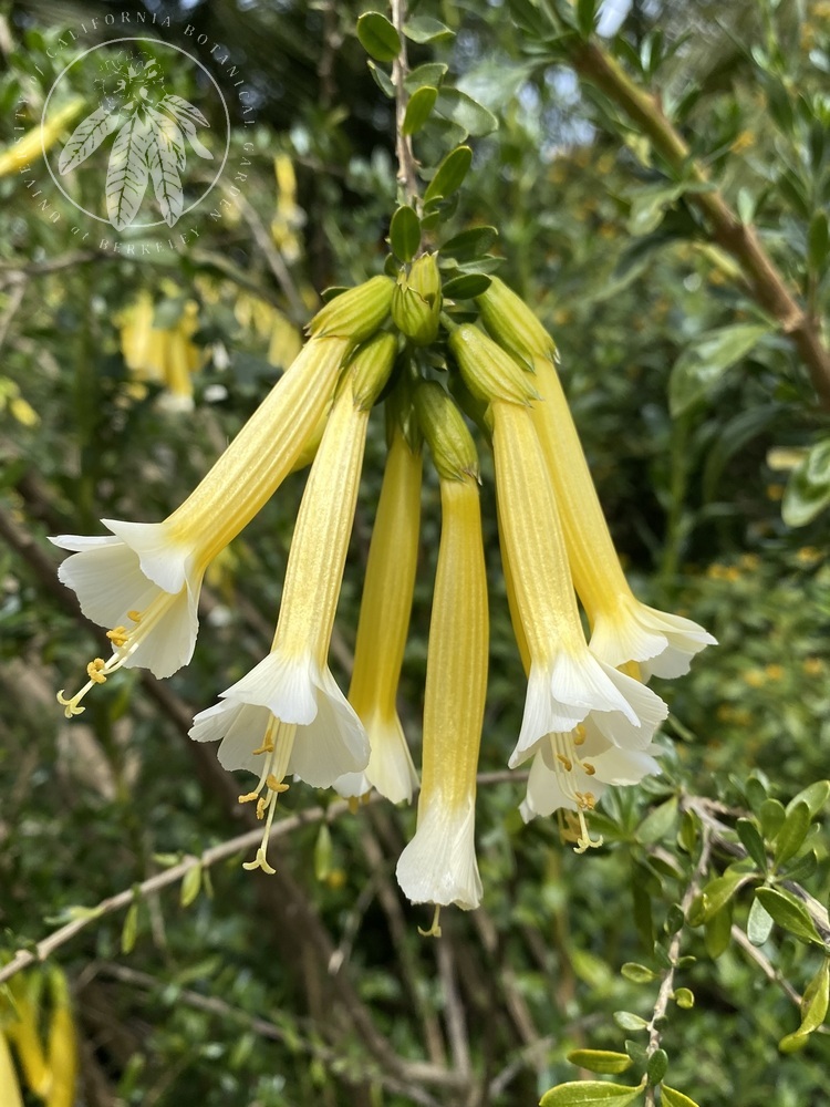 Long and skinny dangling yellow flowers