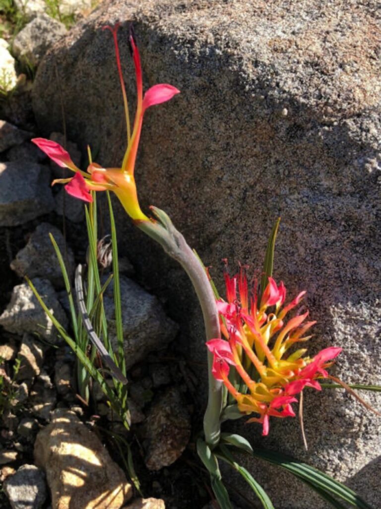 View full sized image of Bright flower in front of a grey rock in a garden