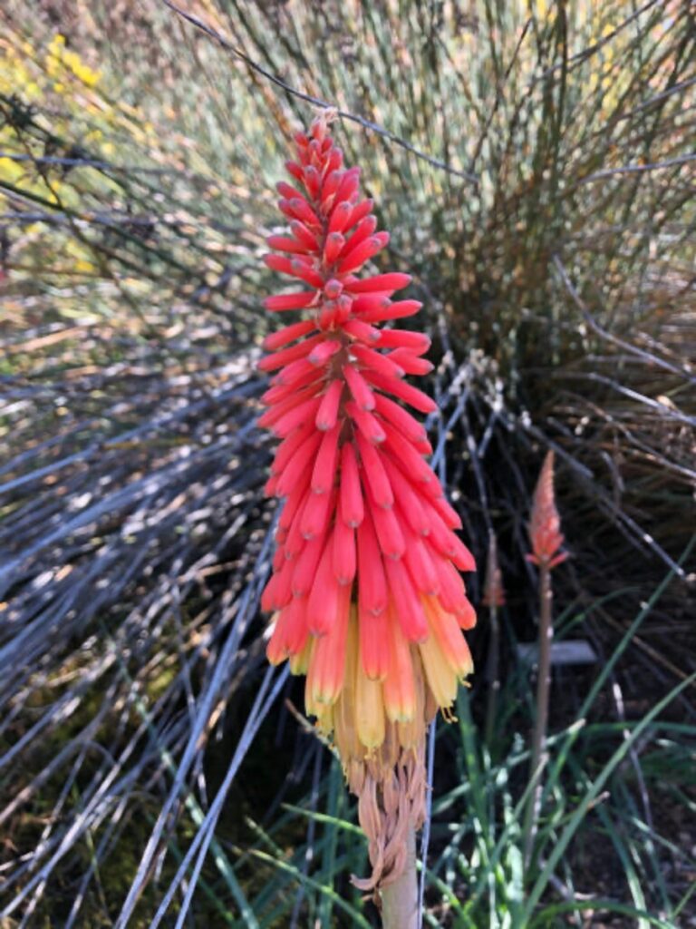 View full sized image of A tall thin flower with many orange and yellow petals