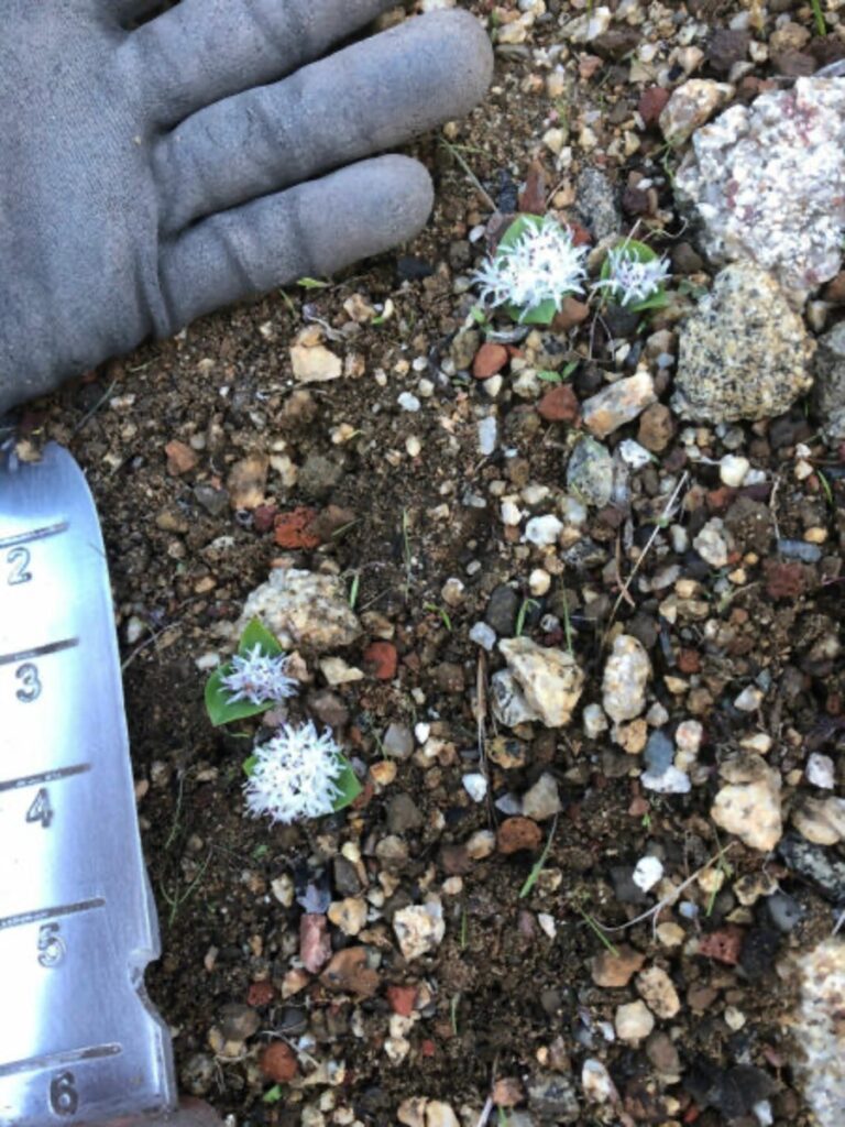 View full sized image of Small flowers with a human hand to show scale
