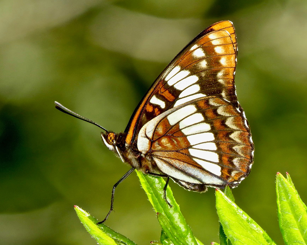 Lorquins Admiral butterfly.