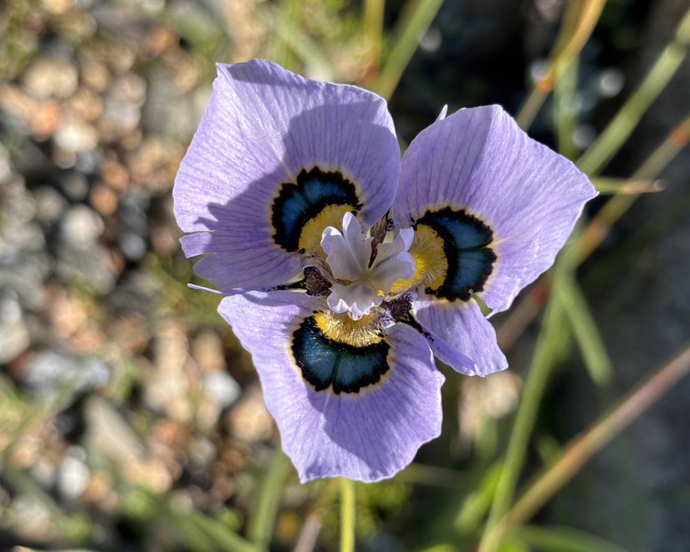 Bright sun shines on a purple flower