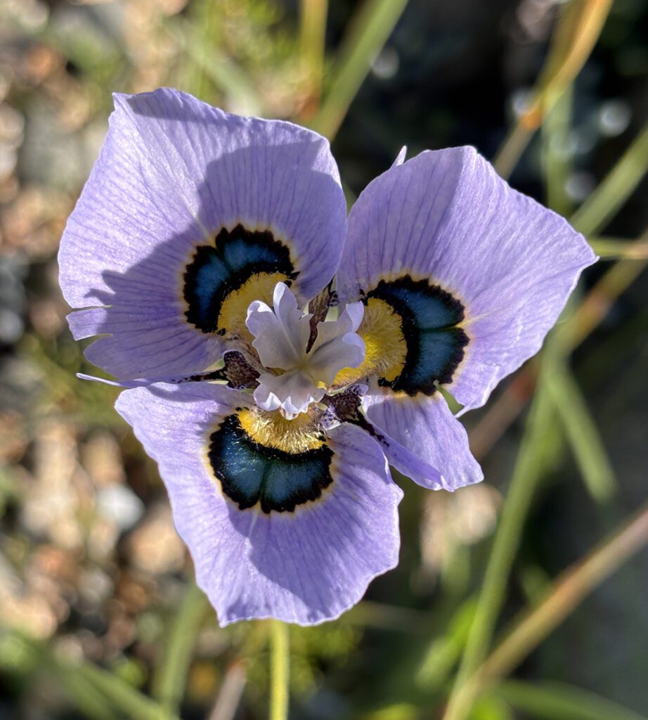 View full sized image of A flower with three lavendar petals