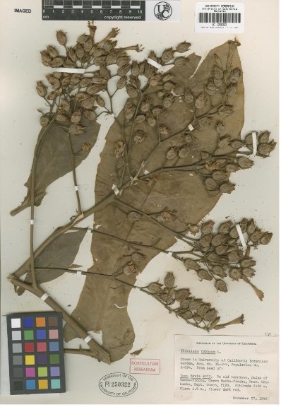 An historical photo of a pressed plant