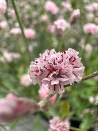 A detail of a pink flower in a field of flowers